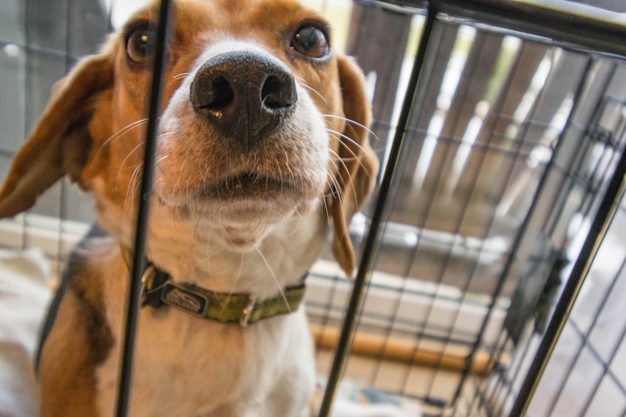 Guide to Crate Train Your Dog While at Work